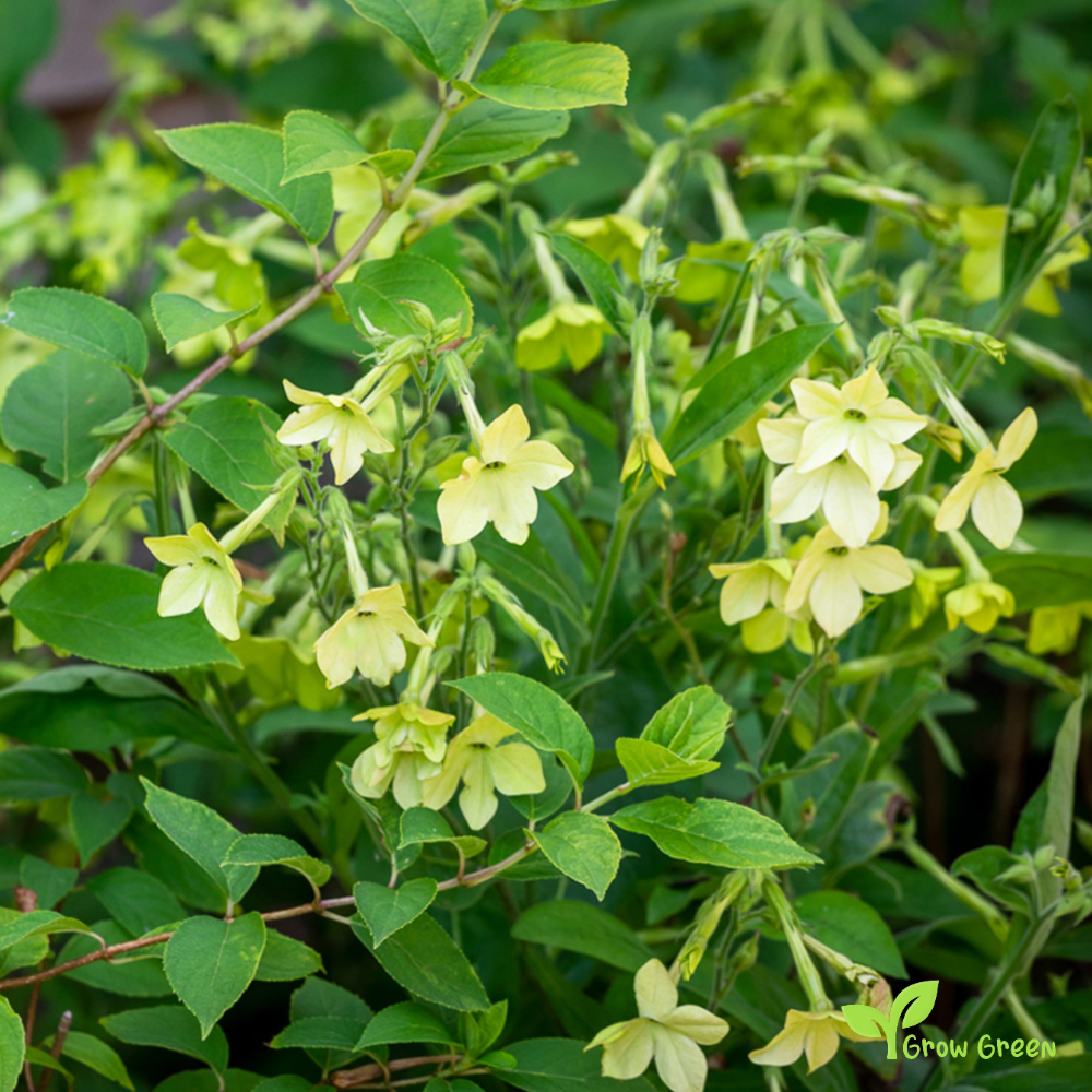 20 seeds of Tobacco Lime Green - NICOTIANA ALATA + Gift 5 seeds of Sunflower