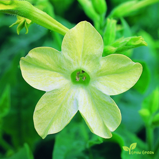 20 seeds of Tobacco Lime Green - NICOTIANA ALATA + Gift 5 seeds of Sunflower