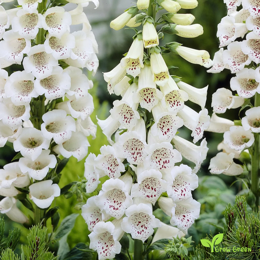 20 seeds of White Foxglove - DIGITALIS ALBA + Gift 5 seeds of Sunflower
