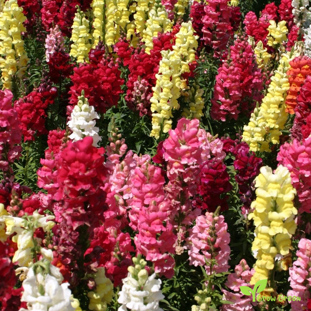 20 seeds of Snapdragon Cheerio - ANTIRRHINUM MAJUS + Gift 5 seeds of Sunflower
