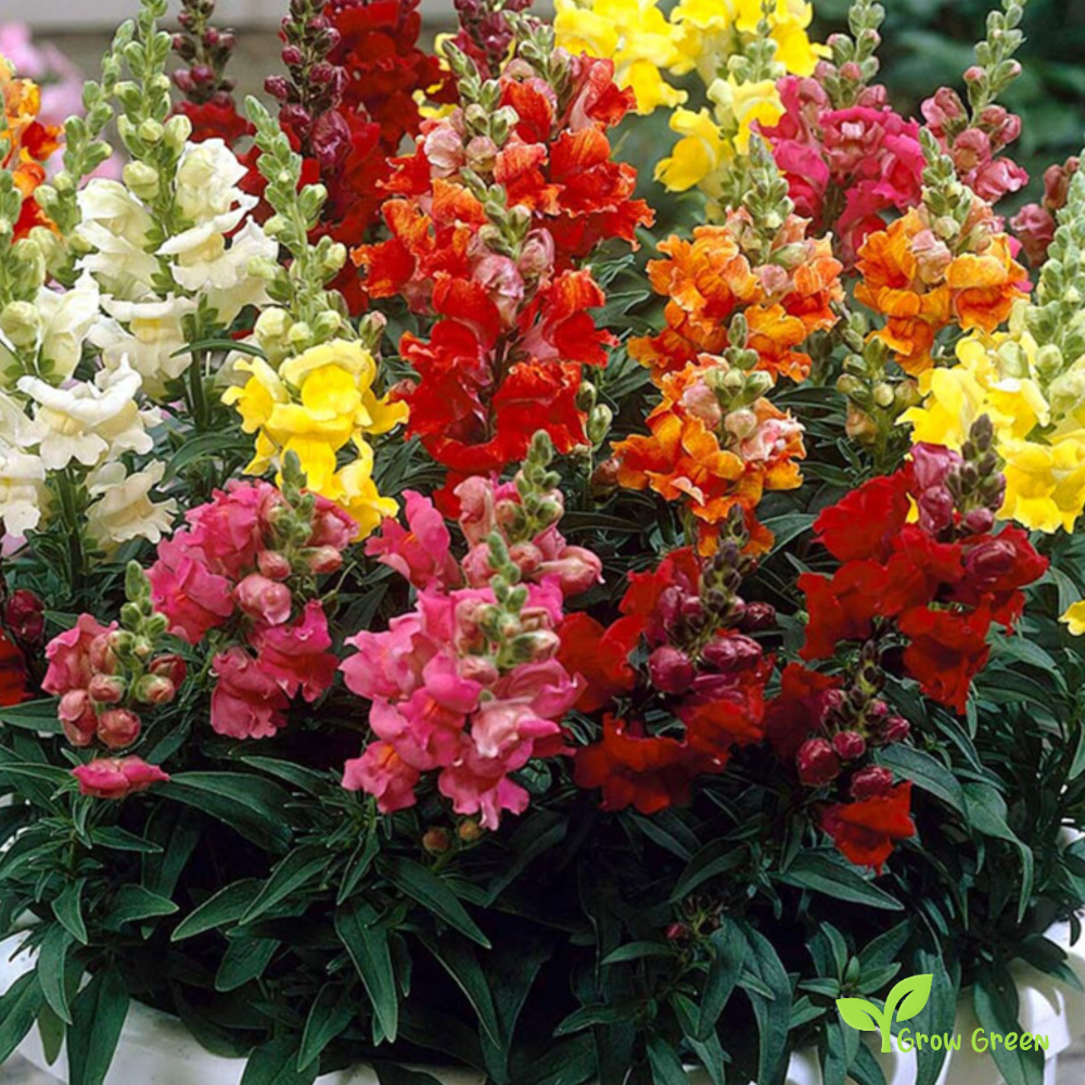 20 seeds of Snapdragon Cheerio - ANTIRRHINUM MAJUS + Gift 5 seeds of Sunflower