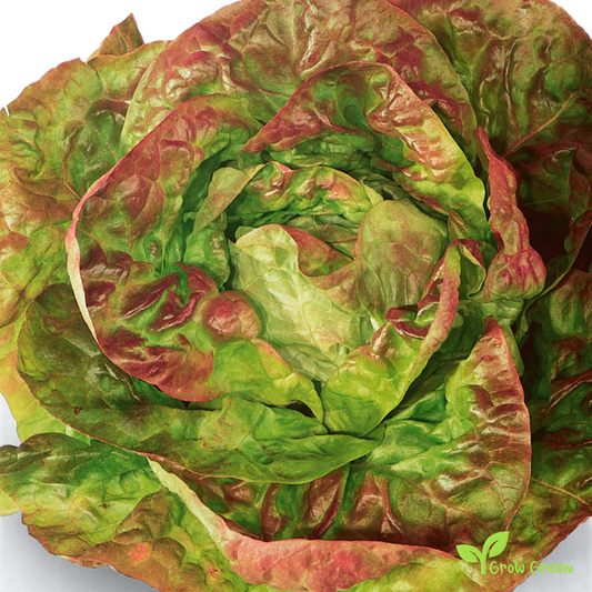 50 seeds of Lettuce Brune D'Hiver - LACTUCA SATIVA - Salad + Gift 5 seeds of Sunflower