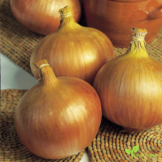 30 seeds of Onion Rijnsburger - ALLIUM CEPA + Gift 5 seeds of Sunflower