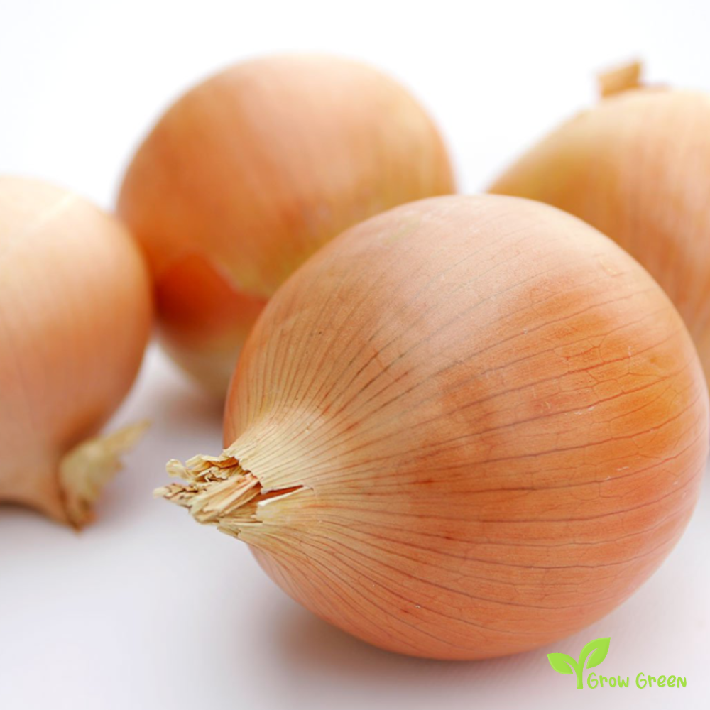 30 seeds of Onion Rijnsburger - ALLIUM CEPA + Gift 5 seeds of Sunflower