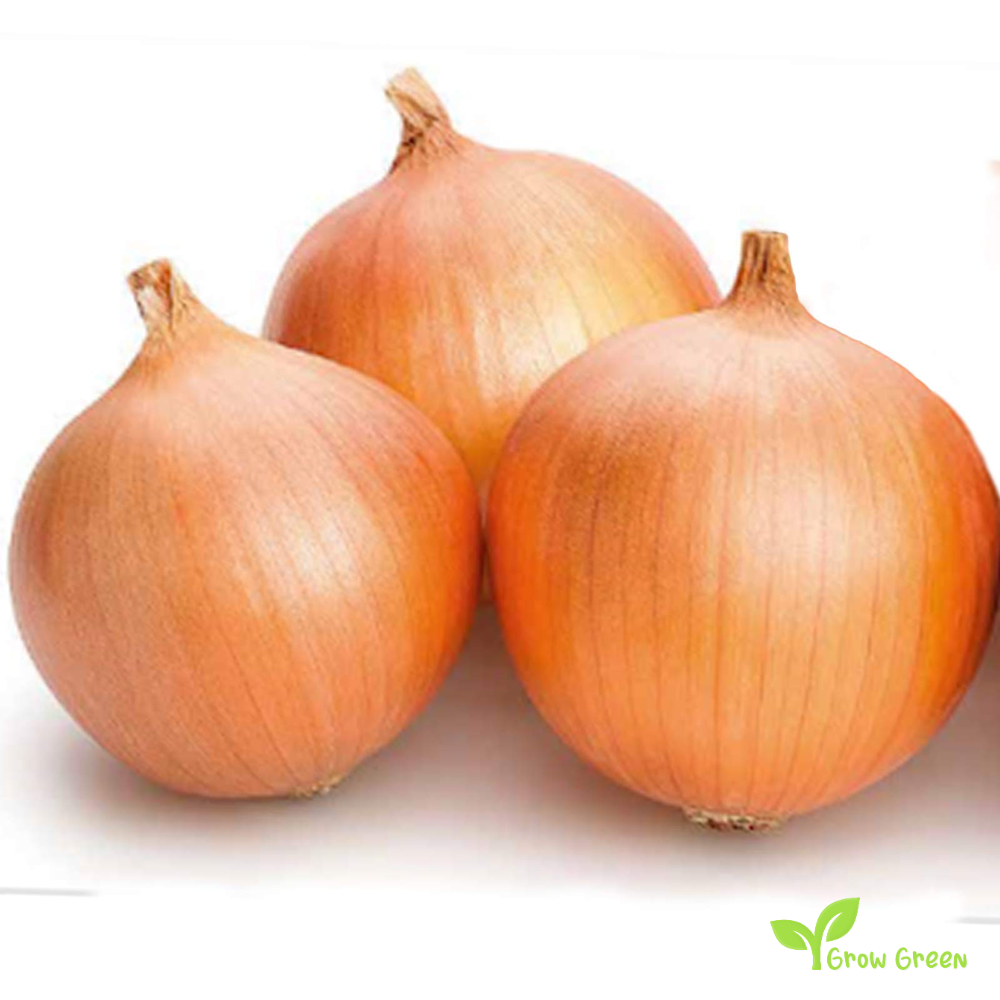 30 seeds of Onion Rijnsburger - ALLIUM CEPA + Gift 5 seeds of Sunflower