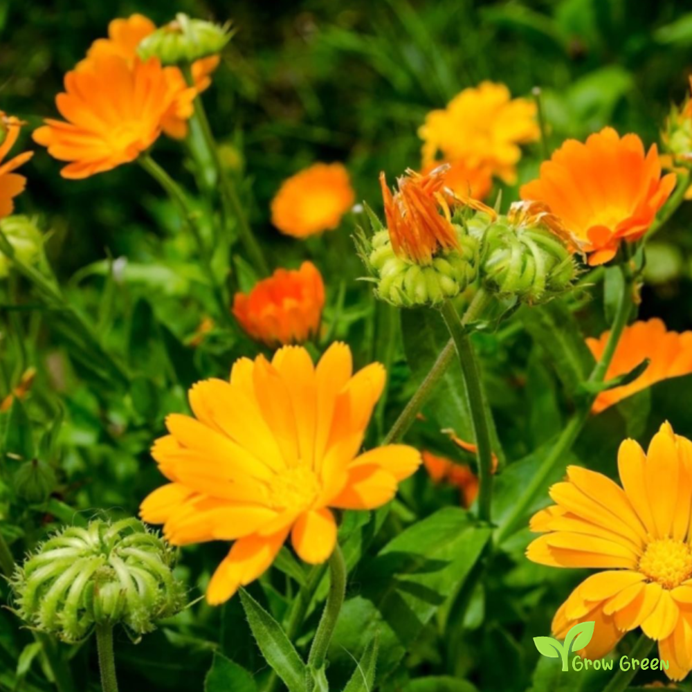 20 seeds of Orange & Yellow Calendula - CALENDULA OFFICINALIS + Gift 5 seeds of Sunflower