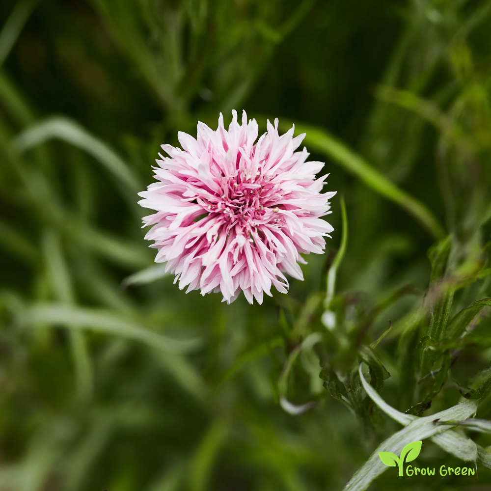 40 seeds of Pink Cornflower - CENTAUREA CYANUS - Bachelor's Button + Gift 5 seeds of Sunflower