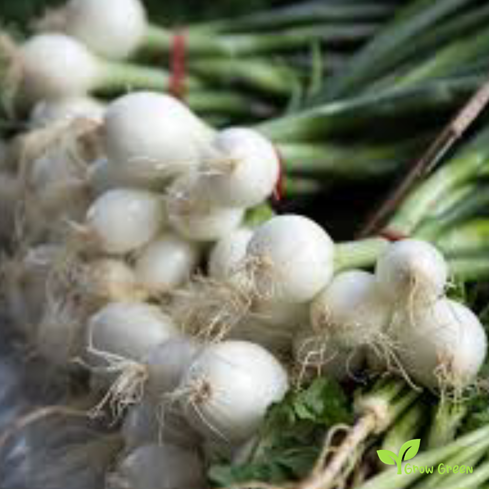 30 seeds of Onion Paris Silverskin - ALLIUM CEPA + Gift 5 seeds of Sunflower