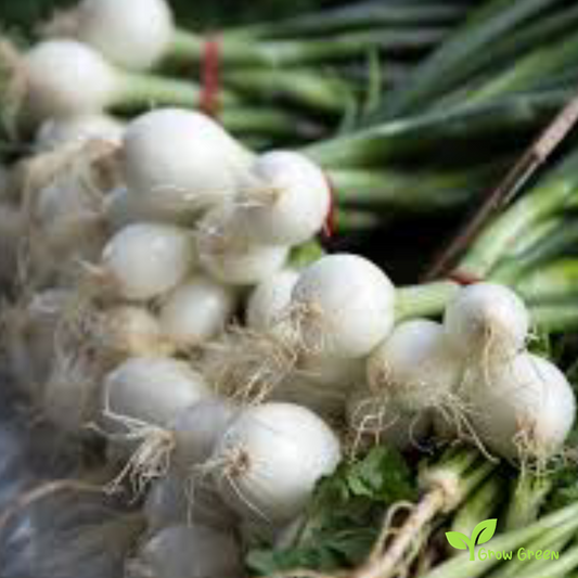 30 seeds of Onion Paris Silverskin - ALLIUM CEPA + Gift 5 seeds of Sunflower