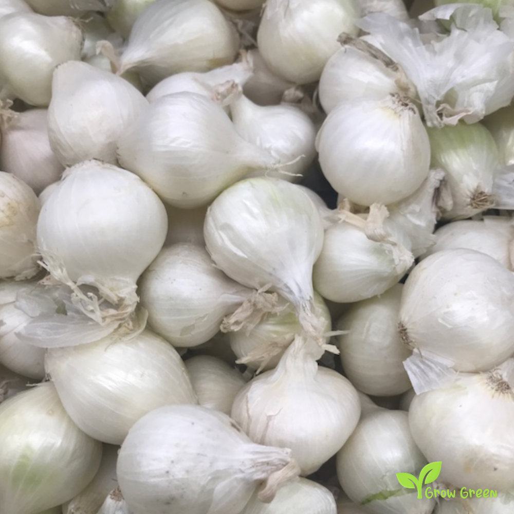 30 seeds of Onion Paris Silverskin - ALLIUM CEPA + Gift 5 seeds of Sunflower