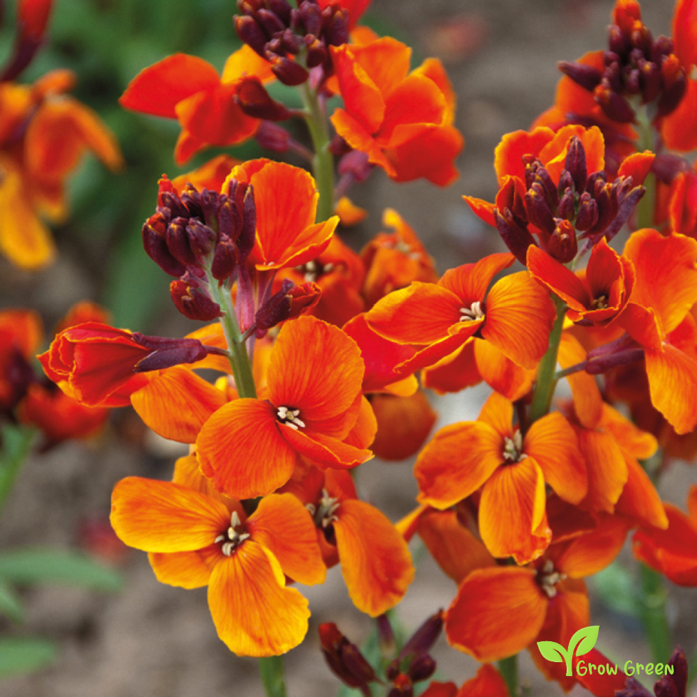 20 seeds of Orange Wallflower - ERYSIMUM CHEIRI + Gift 5 seeds of Sunflower