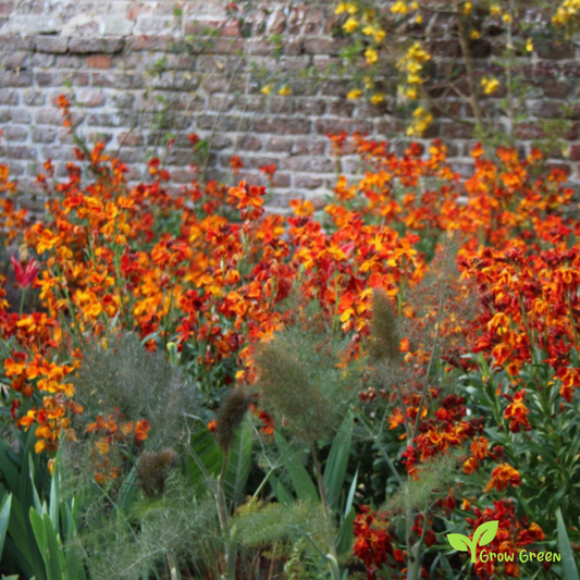 20 seeds of Orange Wallflower - ERYSIMUM CHEIRI + Gift 5 seeds of Sunflower