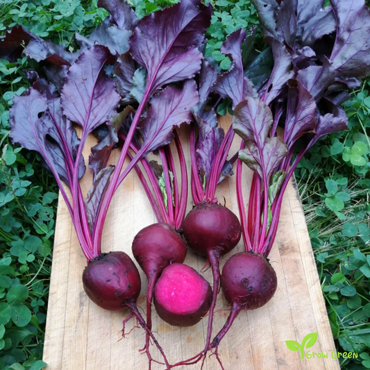 30 seeds of Beetroot Bull Blood - BETA VULGARIS + Gift 5 seeds of Sunflower