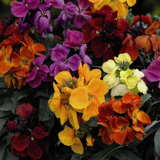 20 seeds of Mix Wallflower - ERYSIMUM CHEIRI - Cheiranthus + Gift 5 seeds of Sunflower