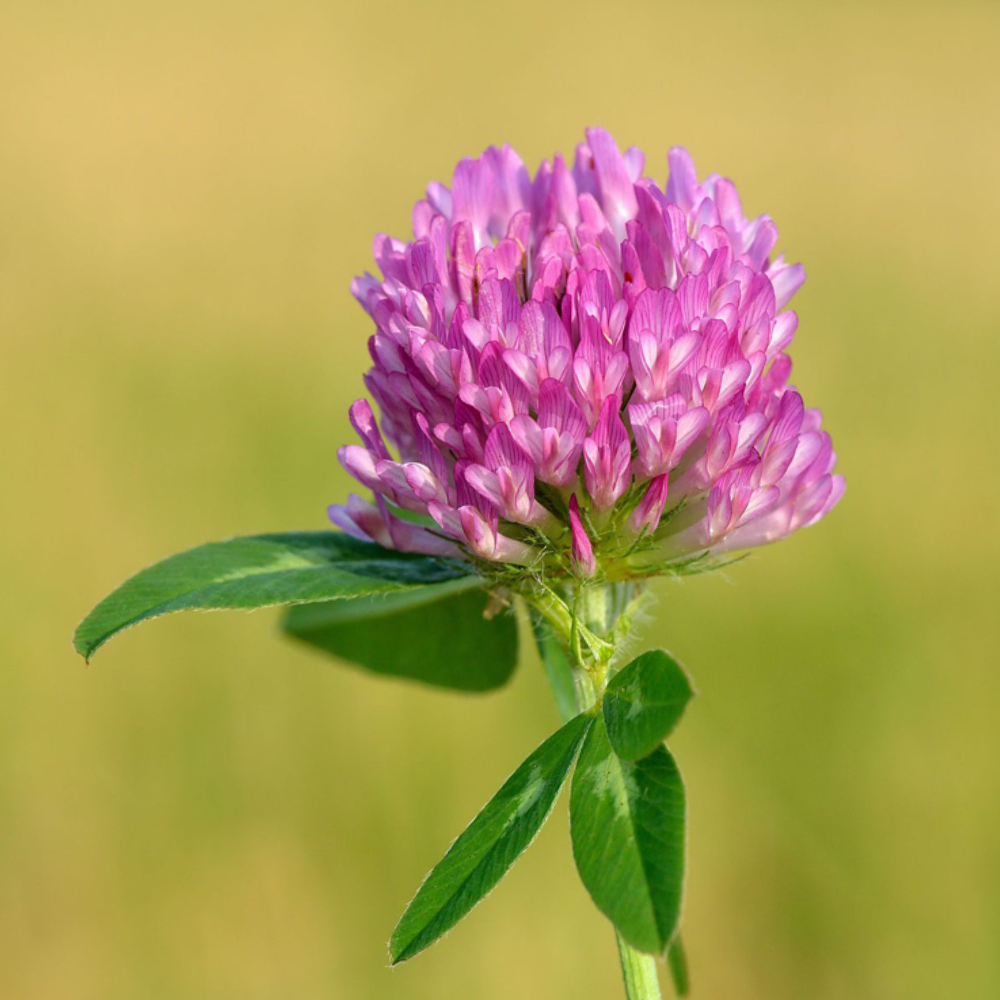 50 seeds of Red Clover - TRIFOLIUM + Gift 5 seeds of Sunflower