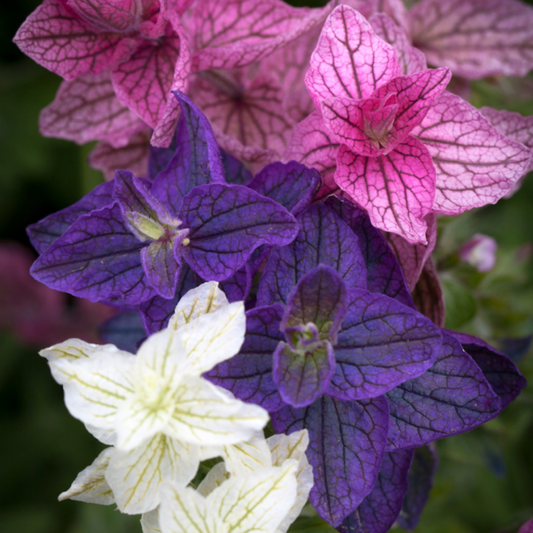 20 seeds of Clary - SALVIA VIRIDIS or HORMINUM + Gift 5 seeds of Sunflower