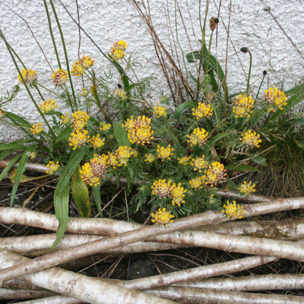 20 seeds of Kidney Vetch - ANTHYLLIS VULNERARIA + Gift 5 seeds of Sunflower