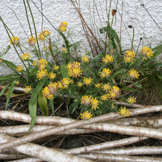 20 seeds of Kidney Vetch - ANTHYLLIS VULNERARIA + Gift 5 seeds of Sunflower