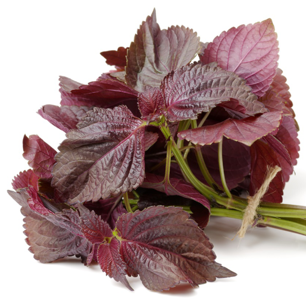 20 seeds of Red Shiso - PERILLA FRUTESCENS CRISPA + Gift 5 seeds of Sunflower