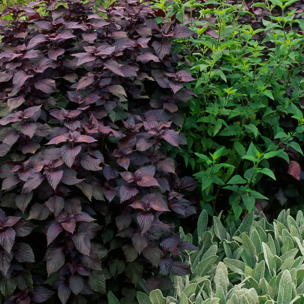 20 seeds of Red Shiso - PERILLA FRUTESCENS CRISPA + Gift 5 seeds of Sunflower