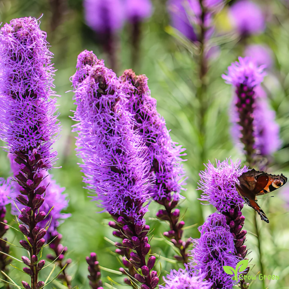 10 seeds of Button Snakewort seeds - LIATRIS SPICATA + Gift 5 seeds of Sunflower