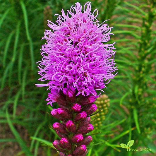 10 seeds of Button Snakewort seeds - LIATRIS SPICATA + Gift 5 seeds of Sunflower