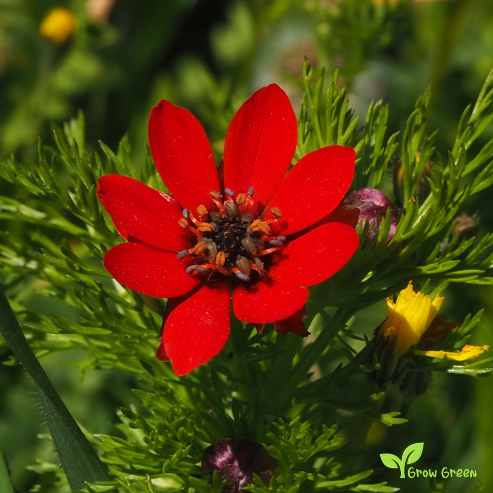 10 seeds of Pheasant's Eye - ADONIS AESTIVALIS + Gift 5 seeds of Sunflower