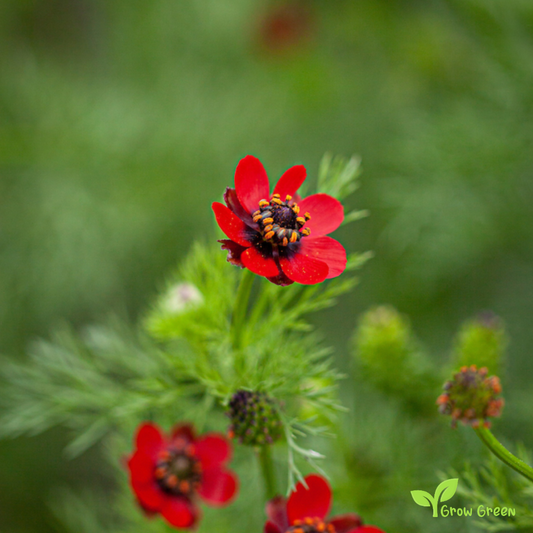 10 seeds of Pheasant's Eye - ADONIS AESTIVALIS + Gift 5 seeds of Sunflower
