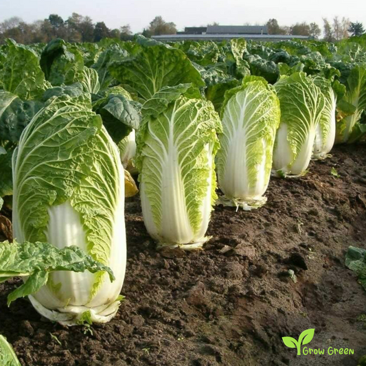 30 seeds of Chinese Cabbage Wong Bok - BRASSICA OLERACEA + Gift 5 seeds of Sunflower