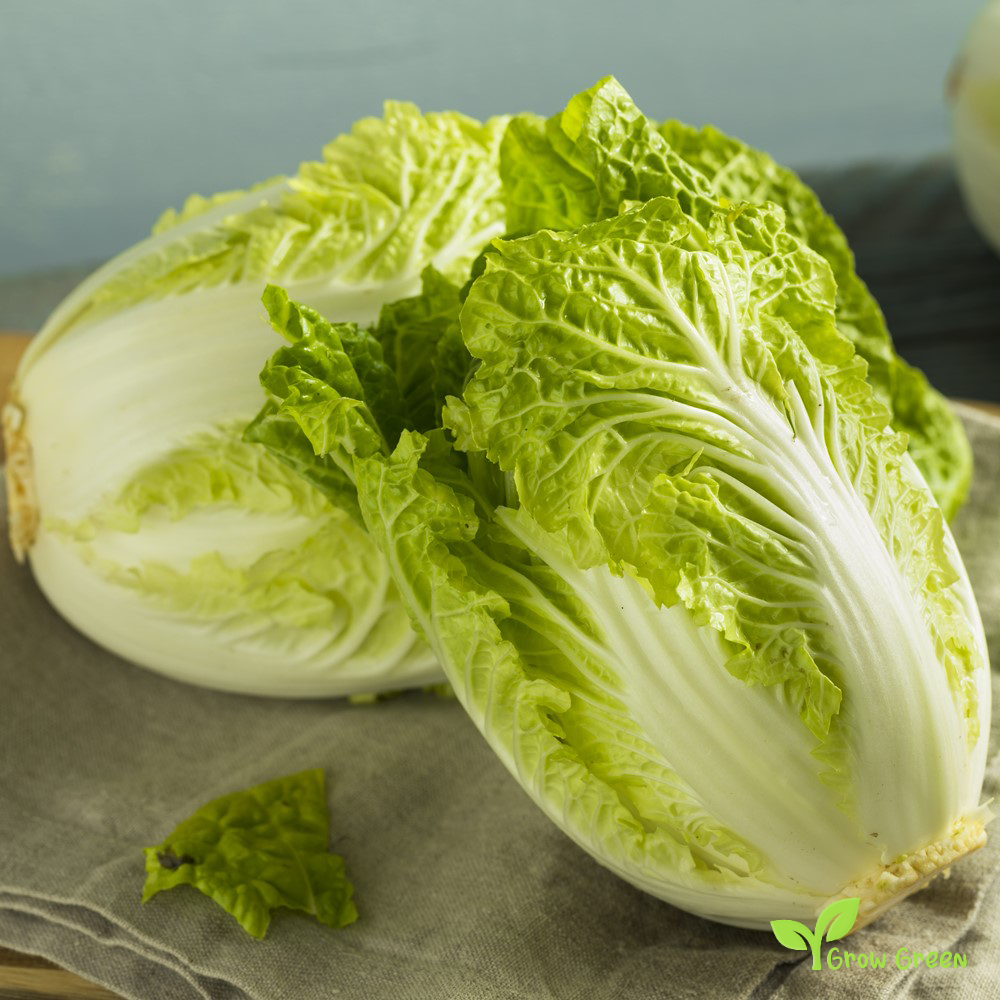 30 seeds of Chinese Cabbage Wong Bok - BRASSICA OLERACEA + Gift 5 seeds of Sunflower