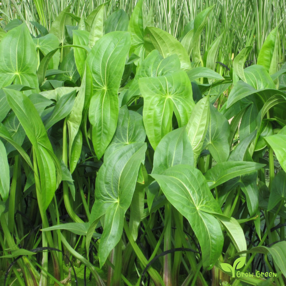 Broadleaf Arrowhead (sagittaria latifolia) | 20 seeds