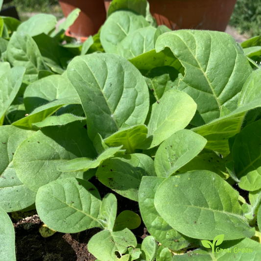 20 seeds of Tobacco - NICOTIANA TABACUM + Gift 5 seeds of Sunflower