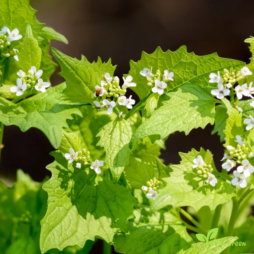 10 seeds of Garlic Mustard - Alliaria Petiolata + Gift 5 seeds of Sunflower