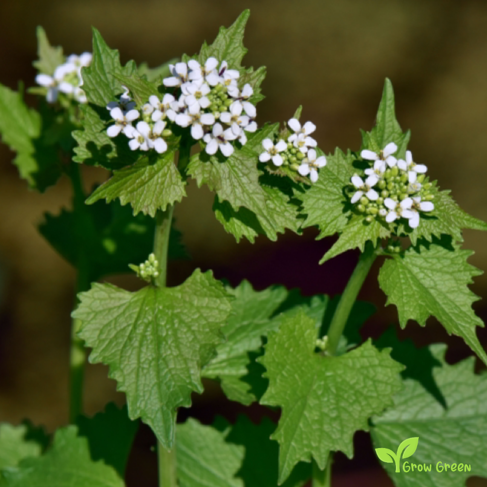 10 seeds of Garlic Mustard - Alliaria Petiolata + Gift 5 seeds of Sunflower