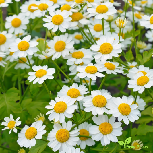 20 seeds of Chrysanthemum Feverfew - TANACETUM  PARTHENIUM + Gift 5 seeds of Sunflower