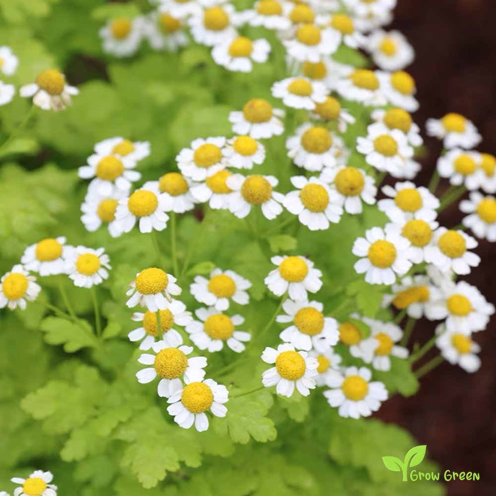 20 seeds of Chrysanthemum Feverfew - TANACETUM  PARTHENIUM + Gift 5 seeds of Sunflower