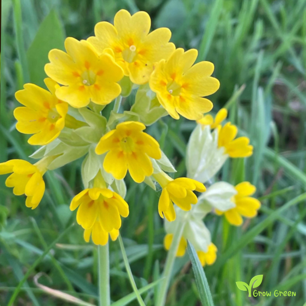 30 seeds of Cowslip - PRIMULA VERIS - Primrose + Gift 5 seeds of Sunflower