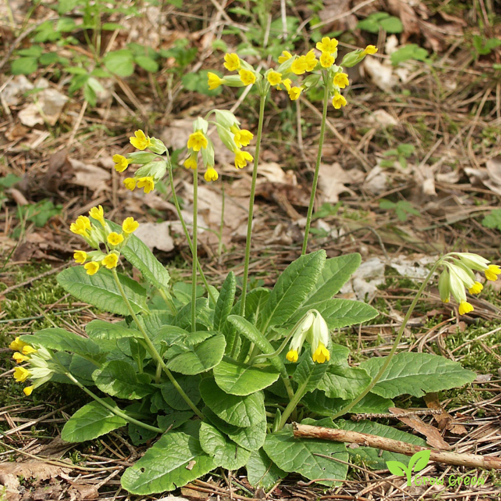 30 seeds of Cowslip - PRIMULA VERIS - Primrose + Gift 5 seeds of Sunflower
