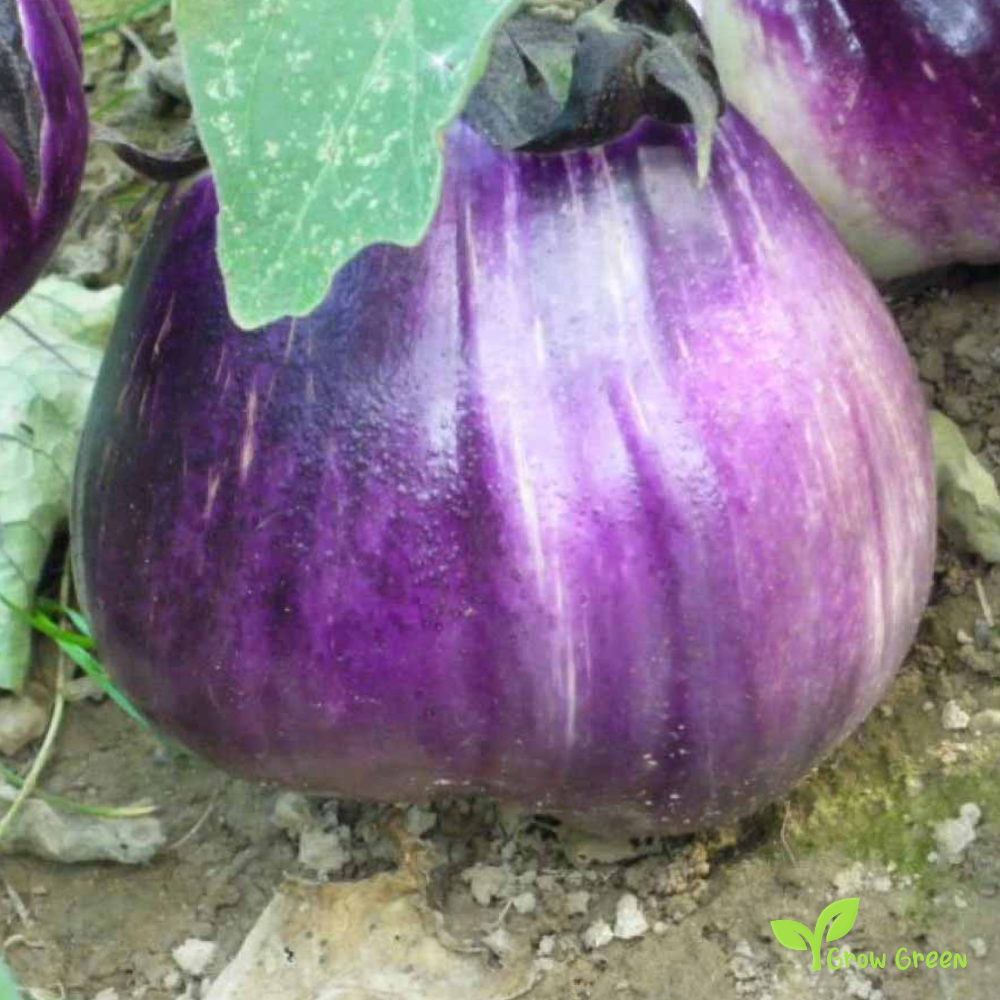 20 seeds of Aubergine Violetta di Firenze - SOLANUM MELONGENA + Gift 5 seeds of Sunflower