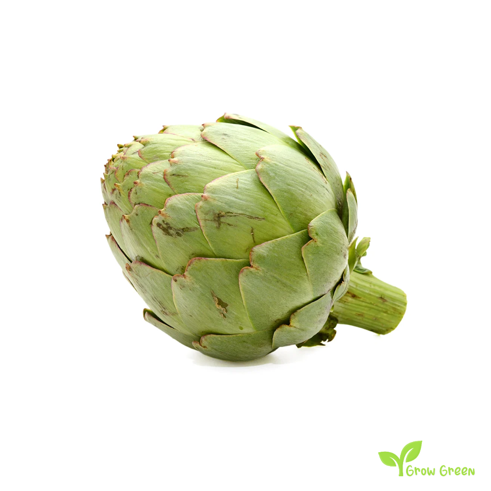30 seeds of Artichoke Globe - CYNARA CARDUNCULUS + Gift 5 seeds of Sunflower