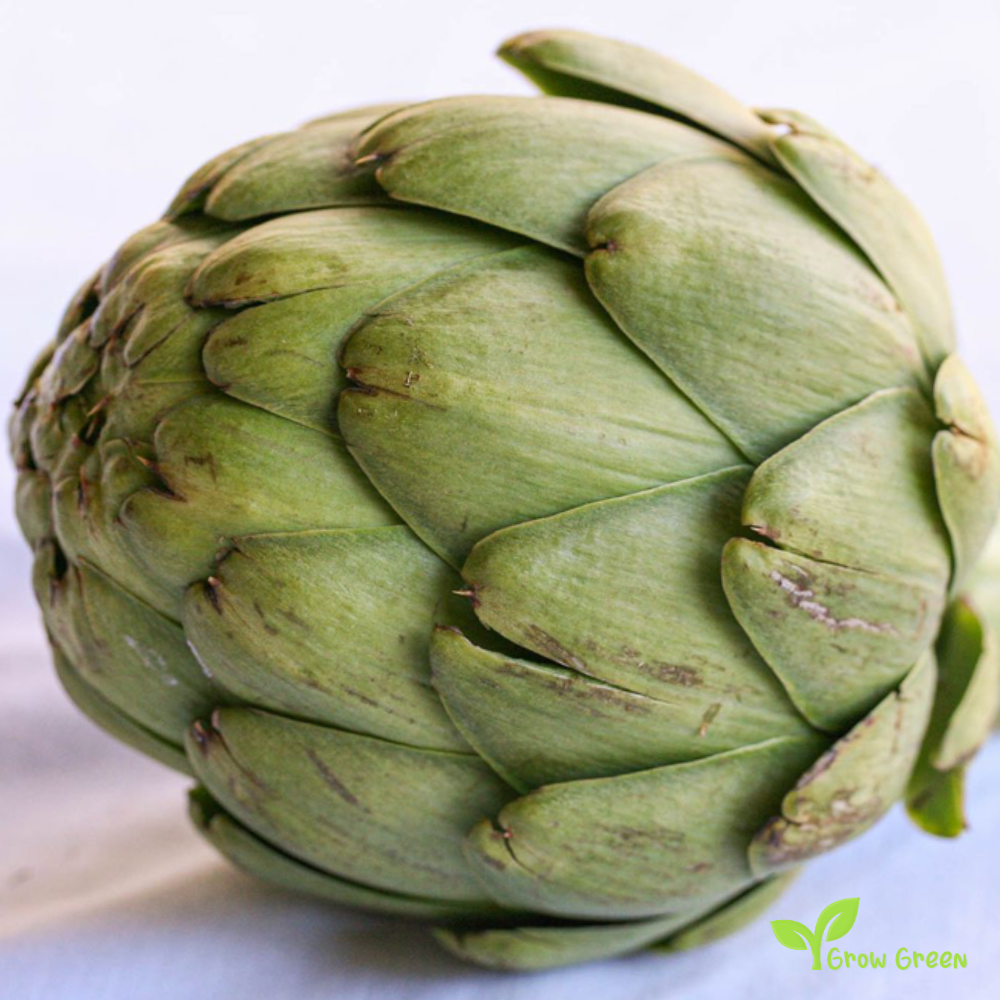 30 seeds of Artichoke Globe - CYNARA CARDUNCULUS + Gift 5 seeds of Sunflower
