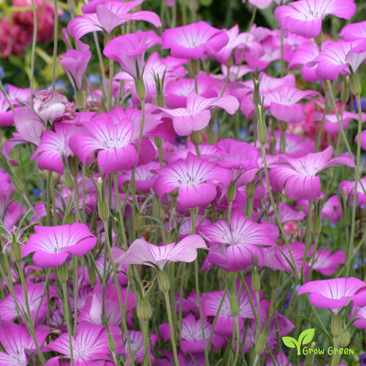 20 seeds of Corncockle - AGROSTEMMA GITHAGO + Gift 5 seeds of Sunflower