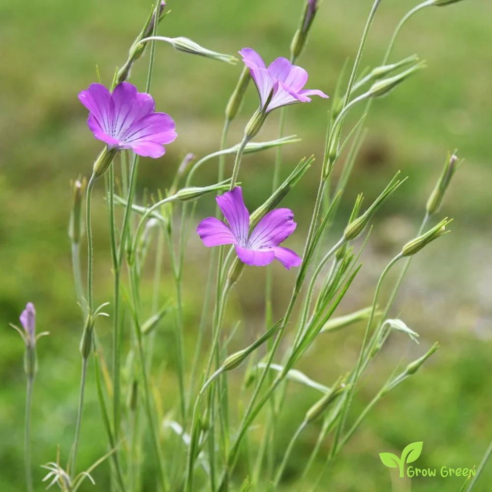 20 seeds of Corncockle - AGROSTEMMA GITHAGO + Gift 5 seeds of Sunflower