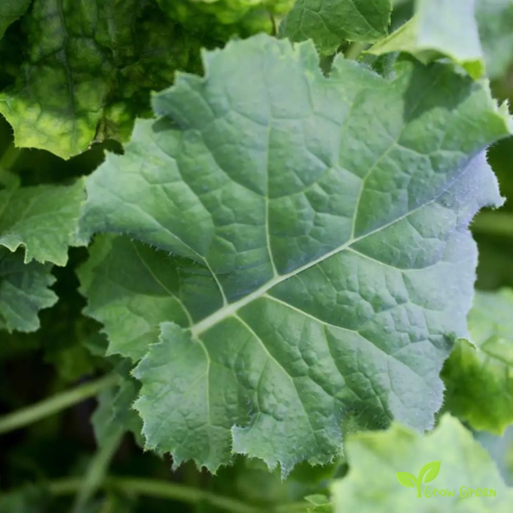 20 seeds of Siberian Borecole - BRASSICA OLERACEA - Kale Cabbage + Gift 5 seeds of Sunflower