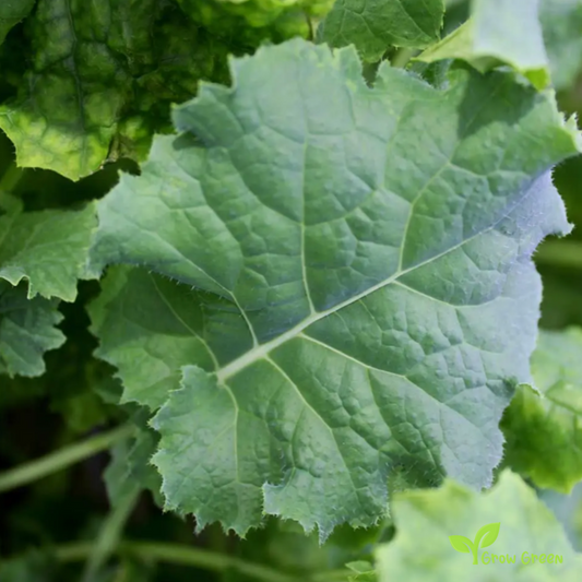 20 seeds of Siberian Borecole - BRASSICA OLERACEA - Kale Cabbage + Gift 5 seeds of Sunflower