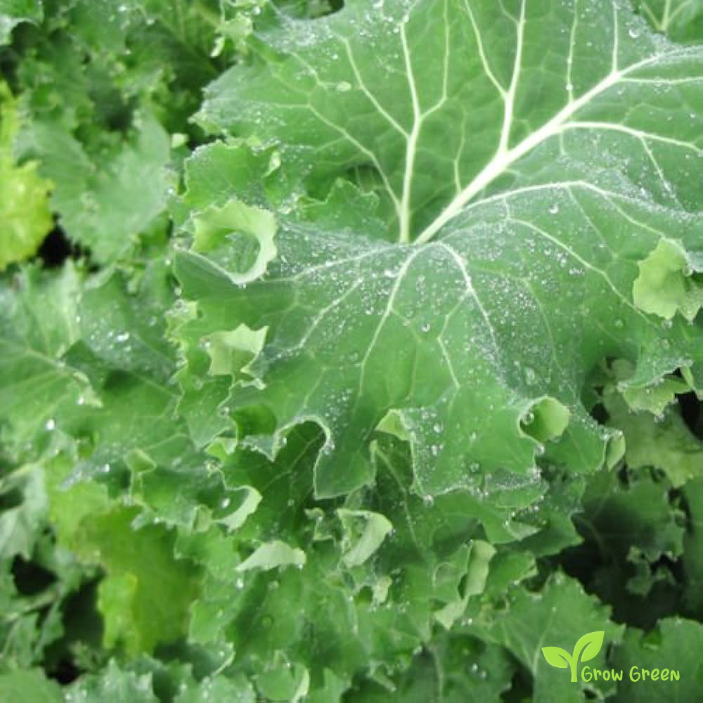 20 seeds of Siberian Borecole - BRASSICA OLERACEA - Kale Cabbage + Gift 5 seeds of Sunflower
