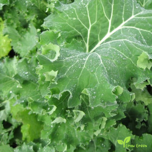 20 seeds of Siberian Borecole - BRASSICA OLERACEA - Kale Cabbage + Gift 5 seeds of Sunflower