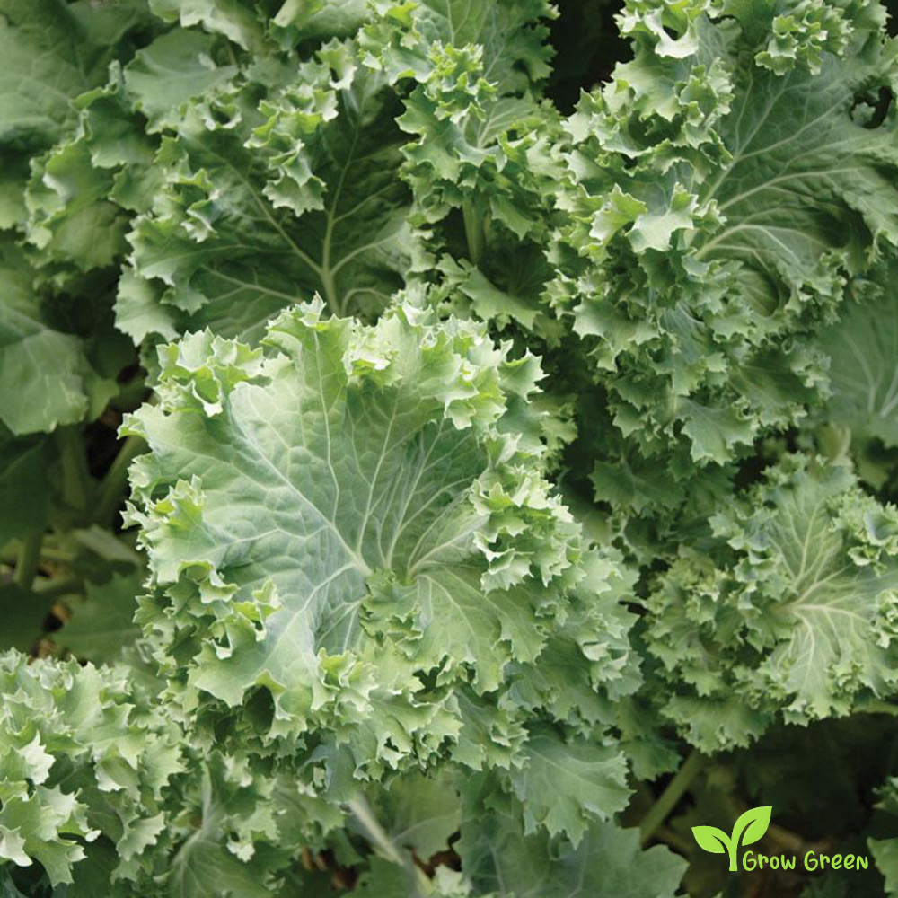 20 seeds of Siberian Borecole - BRASSICA OLERACEA - Kale Cabbage + Gift 5 seeds of Sunflower