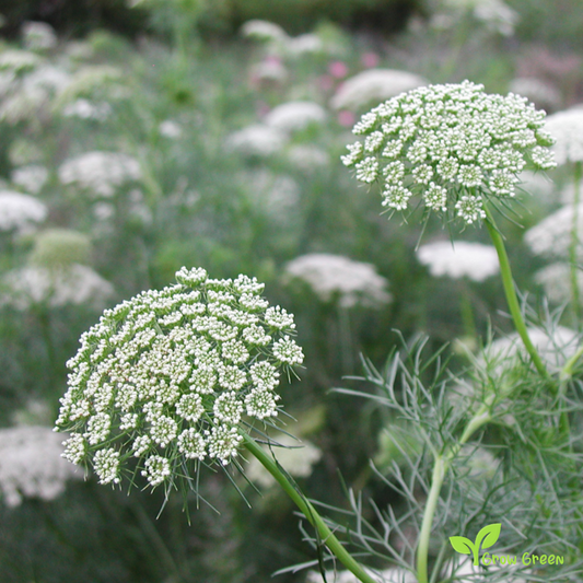 20 seeds of Toothpick Plant - VISNAGA DAUCOIDES + Gift 5 seeds of Sunflower