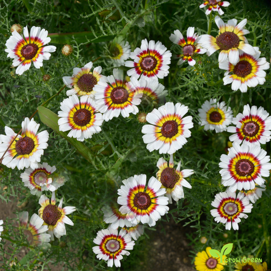 20 seeds of Chrysanthemum Painted Daisy - TANACETUM  PARTHENIUM + Gift 5 seeds of Sunflower